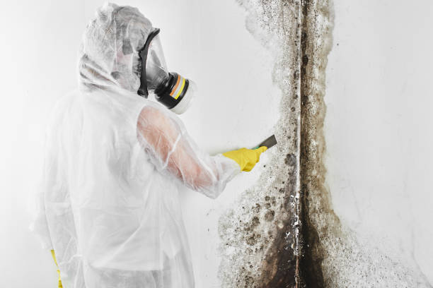 Best Mold Testing and Inspection Services in Berlin, WI