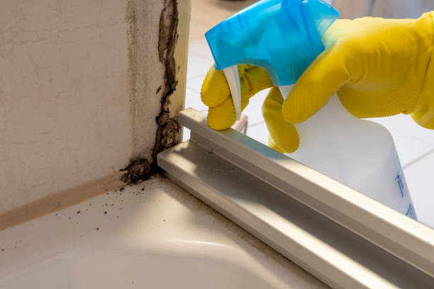 Best Preventive Mold Services in Berlin, WI