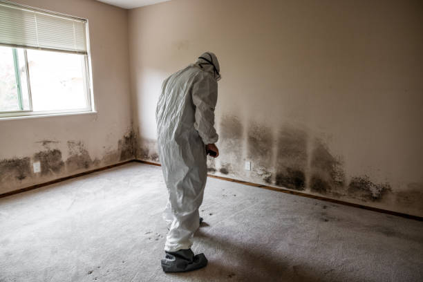Best Emergency Mold Remediation in Berlin, WI