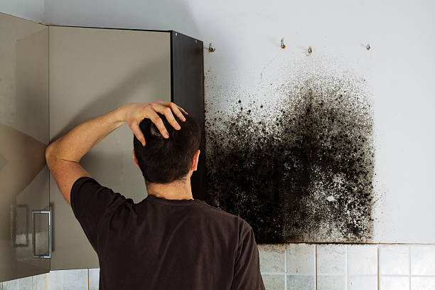 Best Industrial Mold Remediation in Berlin, WI