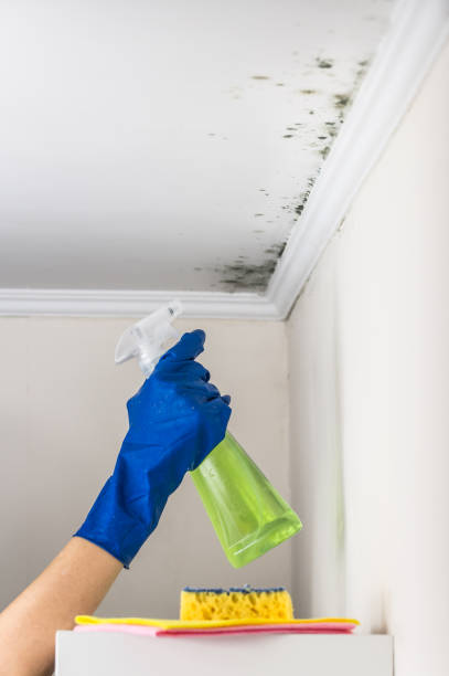 Best Bathroom Mold Remediation in Berlin, WI